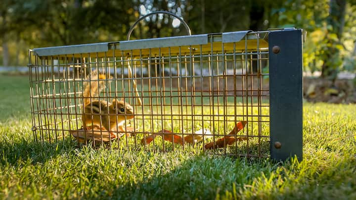 A squirrel has been captured by wildlife control experts in yard.